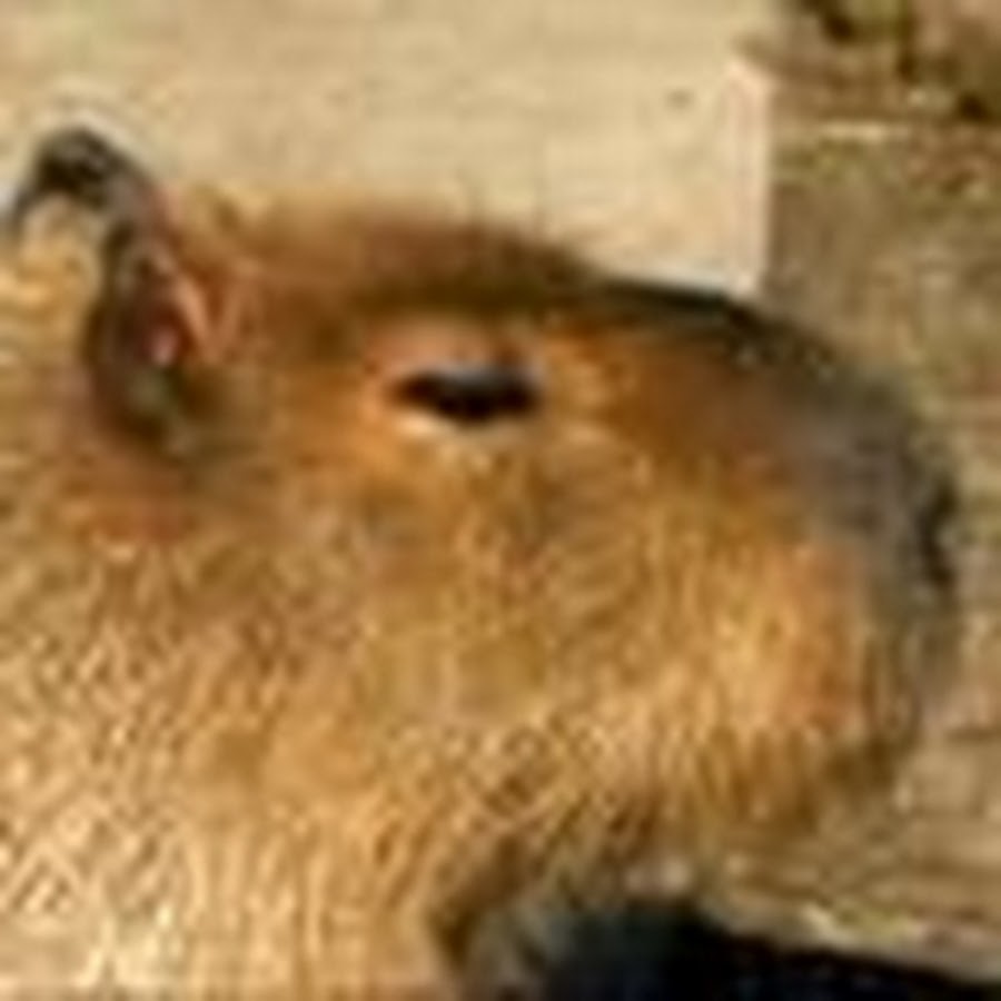 fuafuacapybara ইউটিউব চ্যানেল অ্যাভাটার