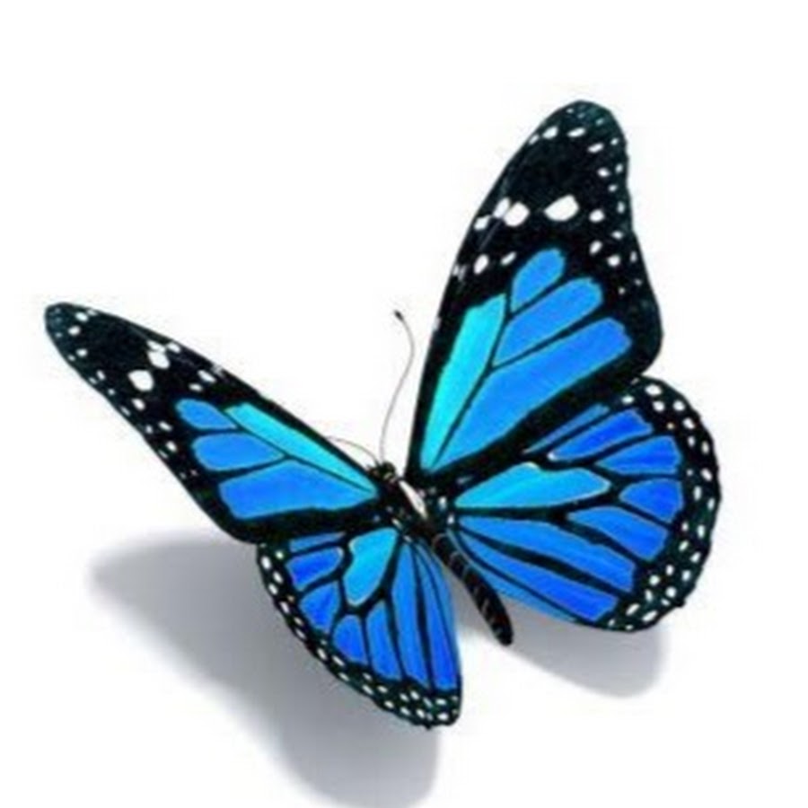 Social Butterfly Avatar channel YouTube 