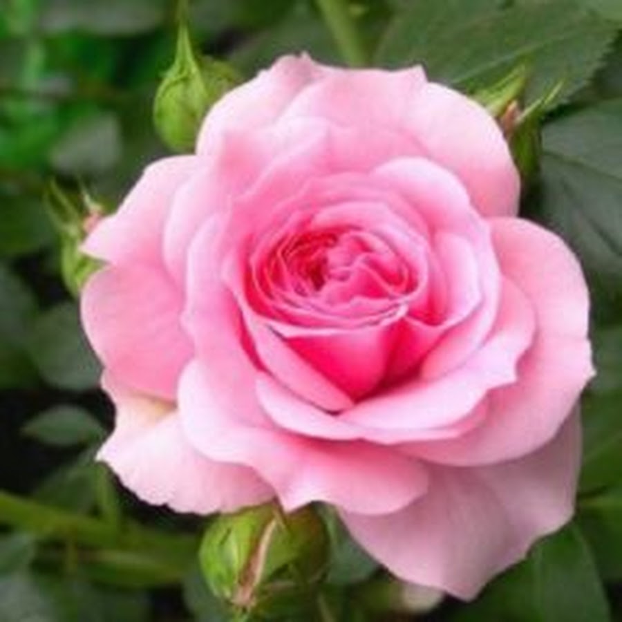 ღ Gigix ღ Youtube