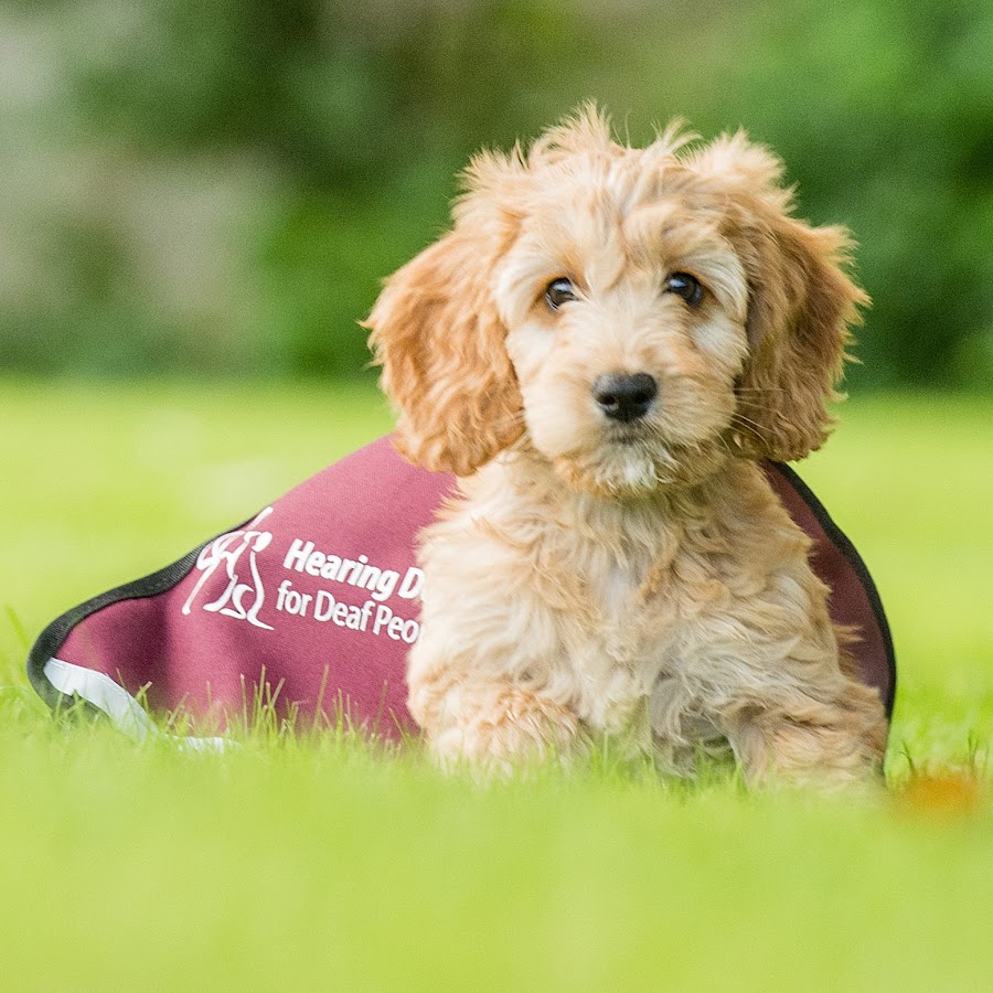 Hearing Dogs for Deaf People YouTube channel avatar
