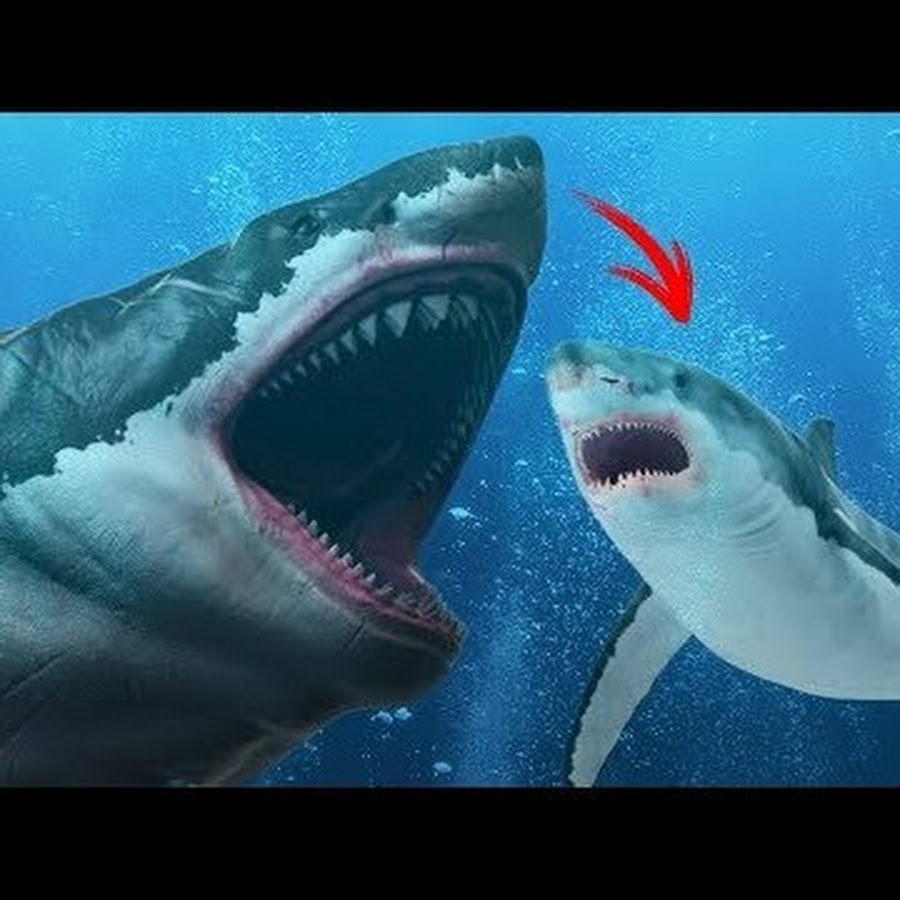 FISH BIOLOGY YouTube-Kanal-Avatar