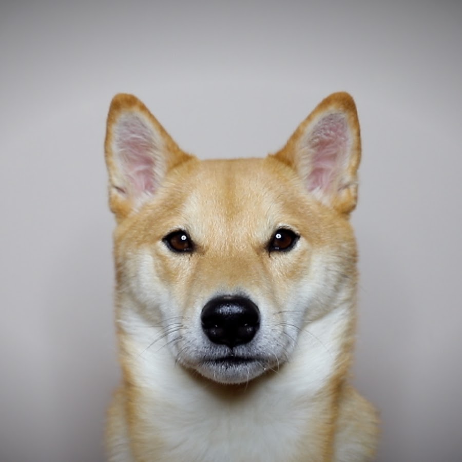 Haru the Shiba Inu YouTube channel avatar