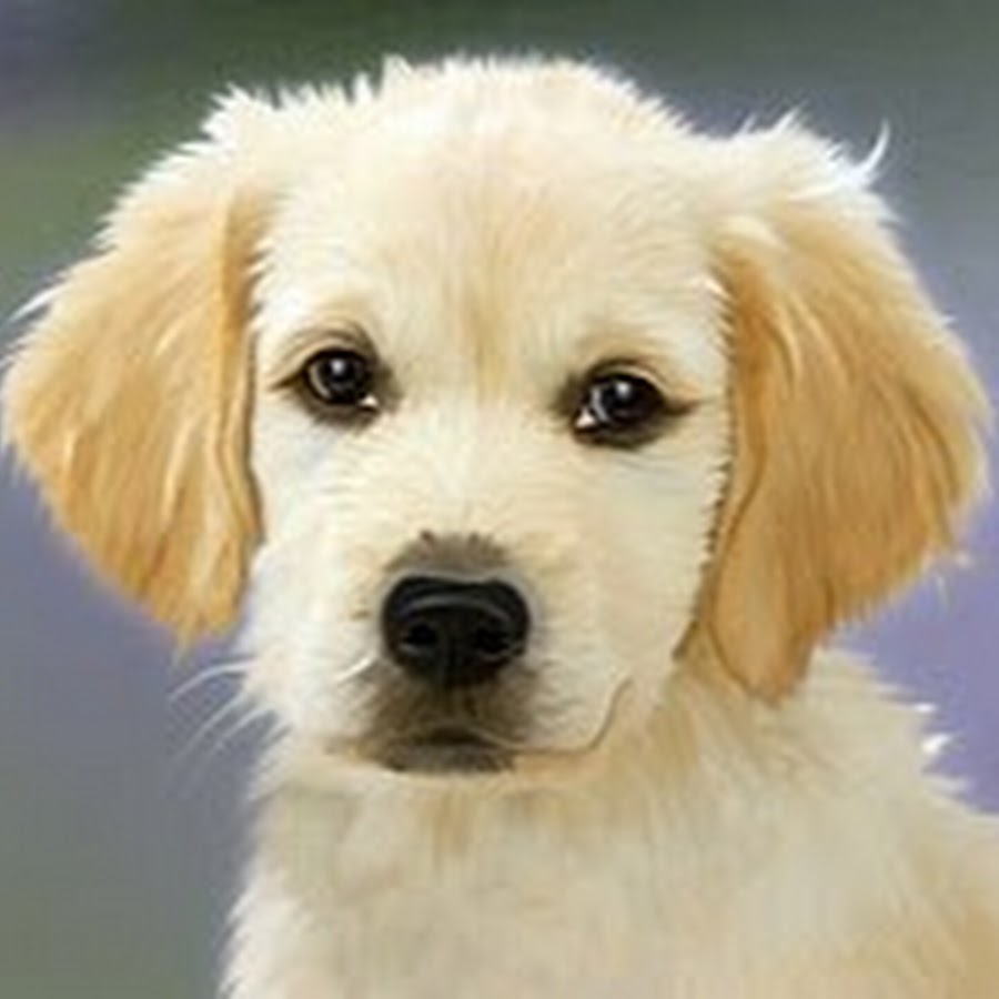 Dog Trainer Expert YouTube channel avatar