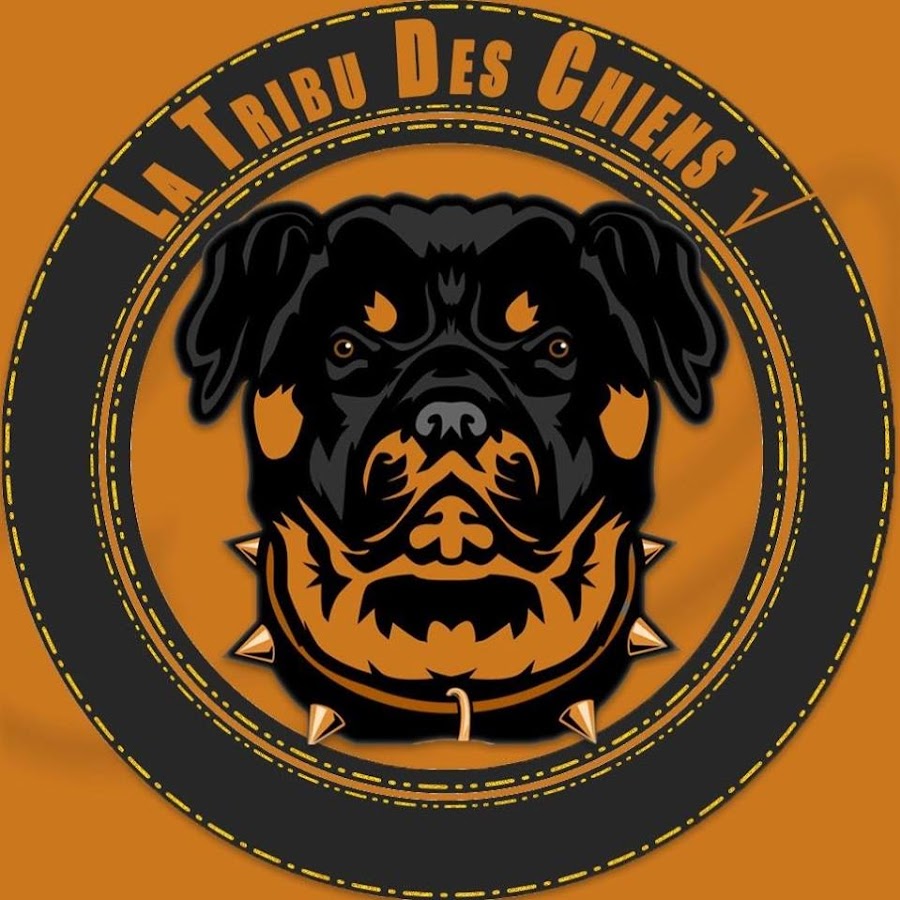 la tribu des chiens YouTube channel avatar