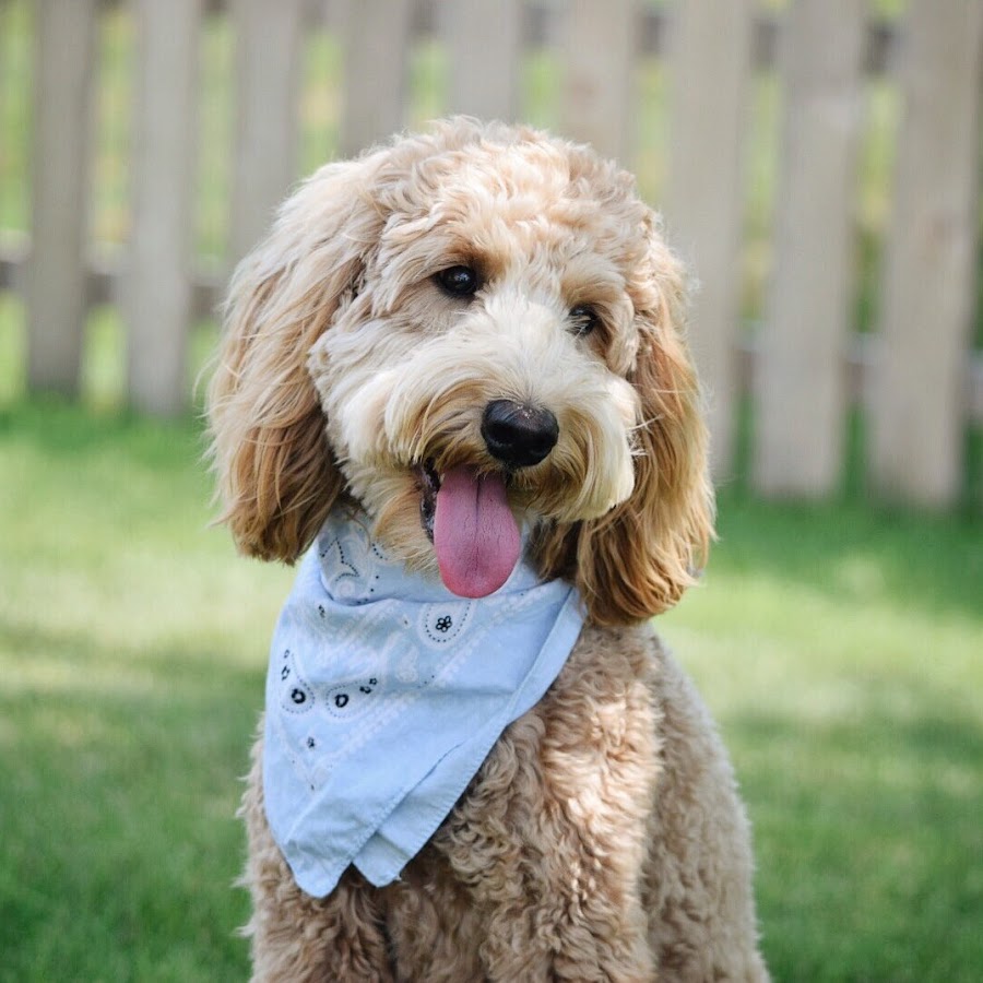 Finnley The Goldendoodle YouTube channel avatar