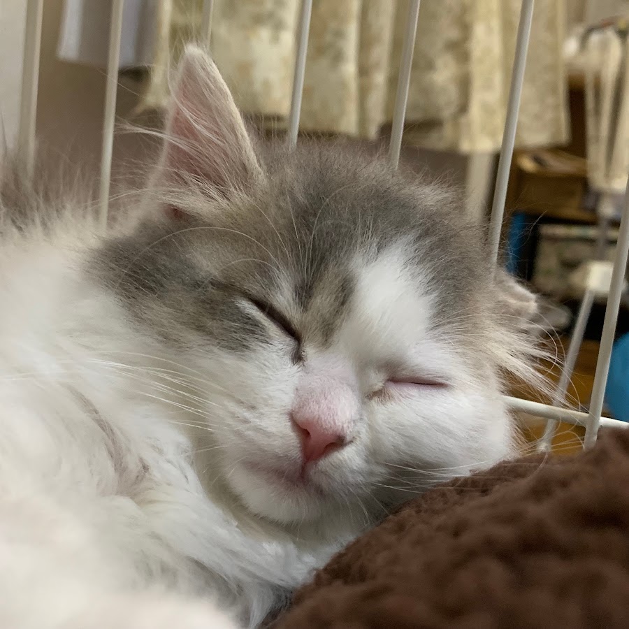 猫とネコ Youtube