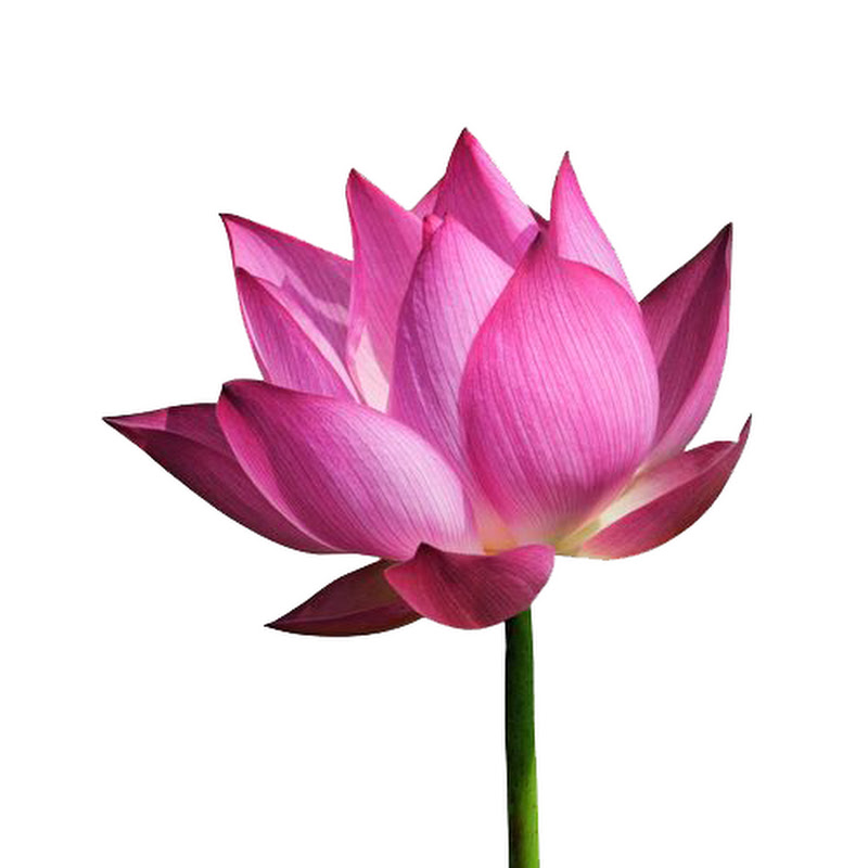 佛系語言修煉場 - 網紅的藏寶箱 