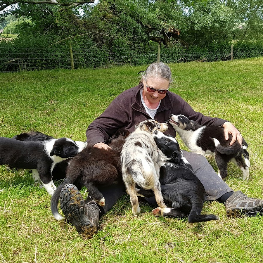 Astra Sheepdog Centre YouTube channel avatar
