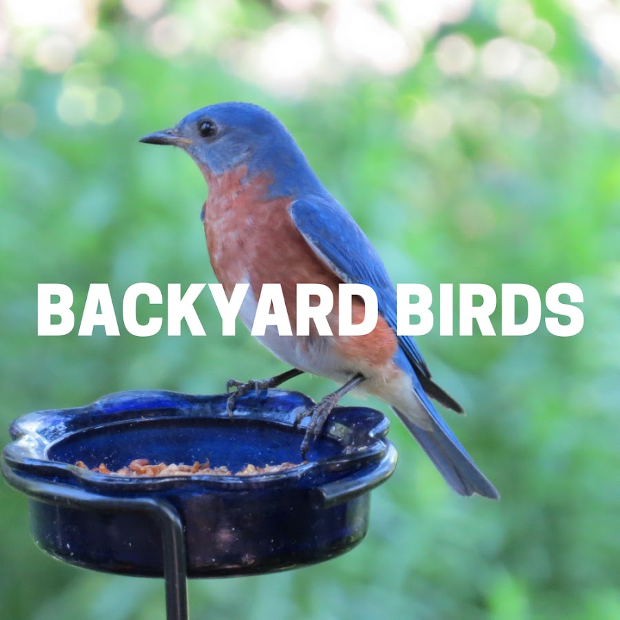 Backyard Birds Avatar de canal de YouTube