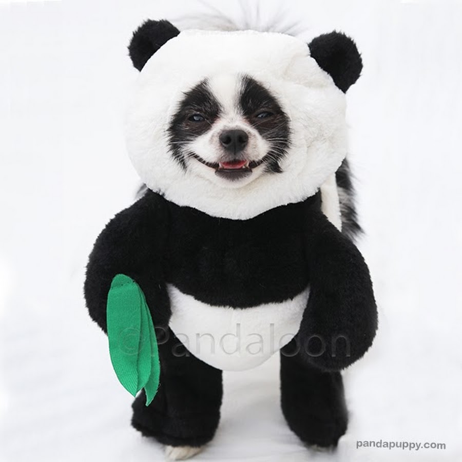 Panda Puppy Avatar channel YouTube 