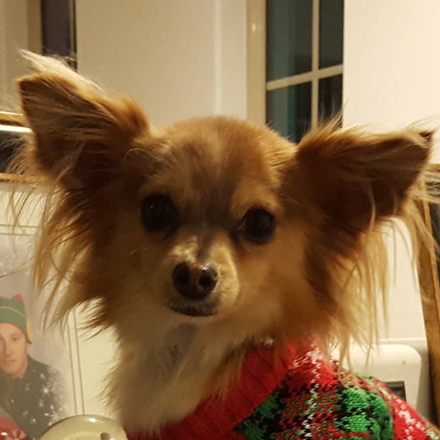Little Coco The Papillon Dog Avatar channel YouTube 