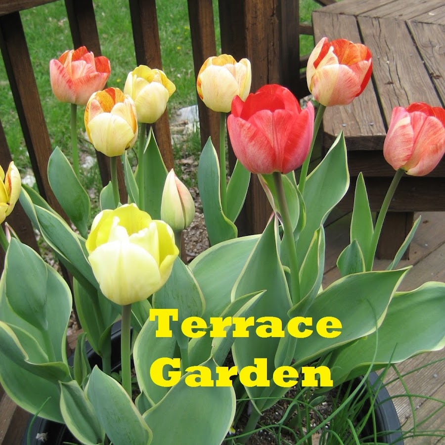 Terrace Garden رمز قناة اليوتيوب