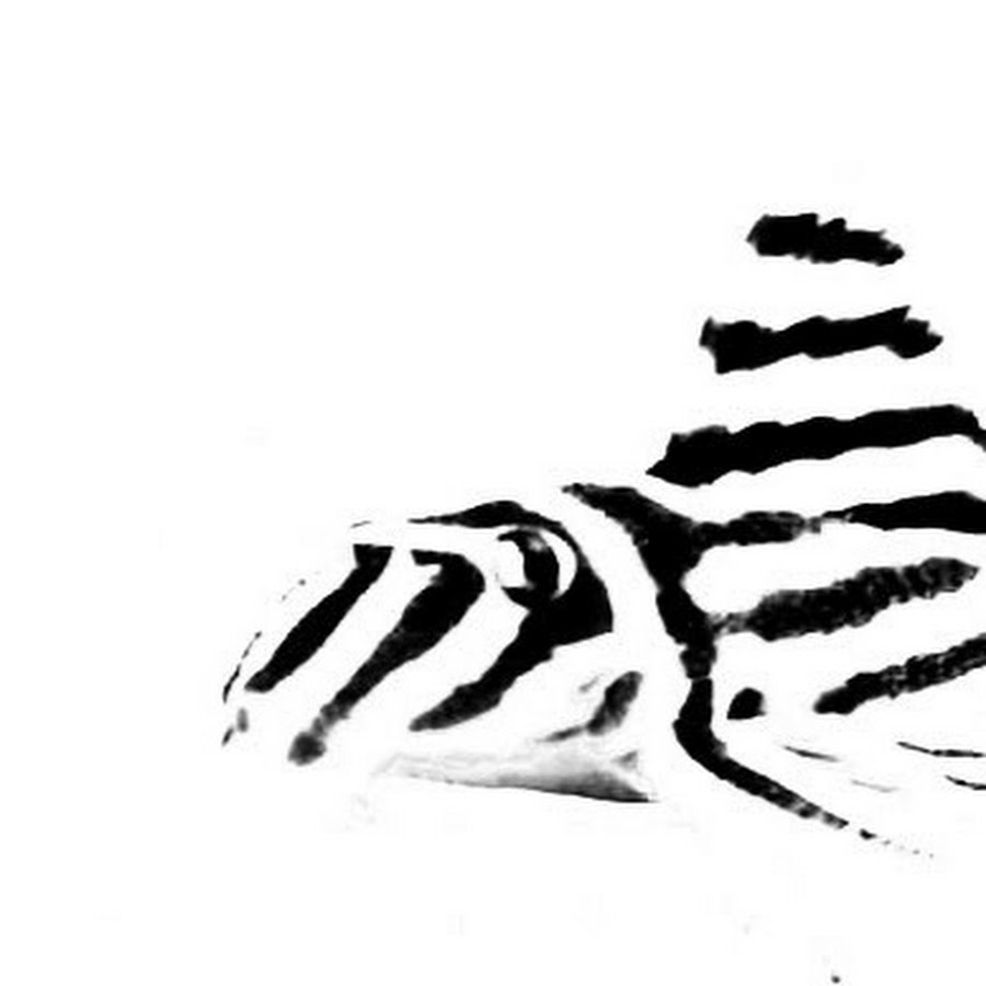 インペリアルゼブラプレコの飼育小屋 Youtube