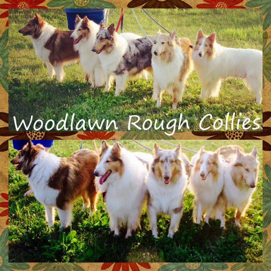 Woodlawn Rough Collies YouTube 频道头像