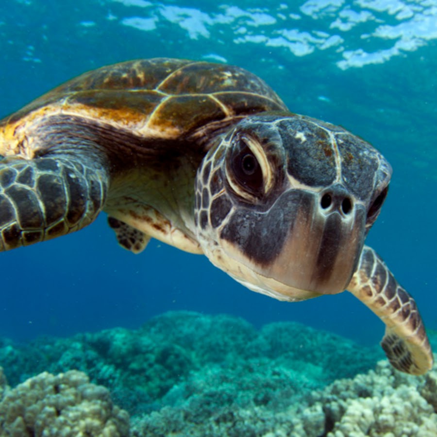 Kona Honu Divers यूट्यूब चैनल अवतार