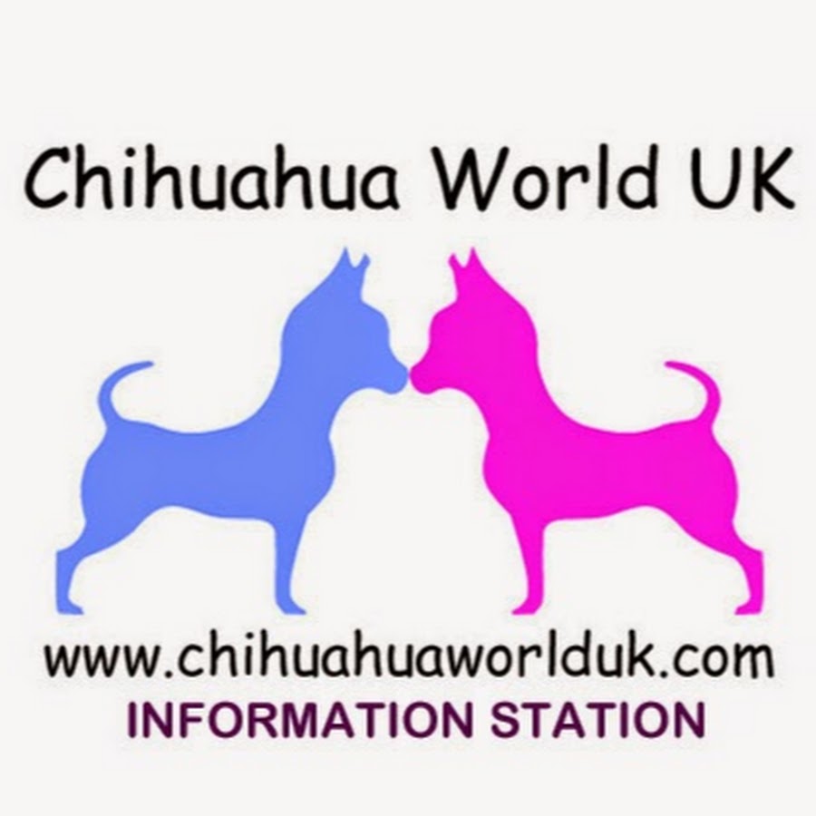 Chihuahua World UK - Information Station YouTube channel avatar