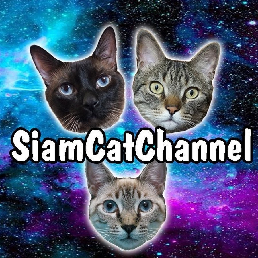 Siam & Tango Cat Channel YouTube 频道头像
