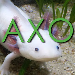 Aksolotl
