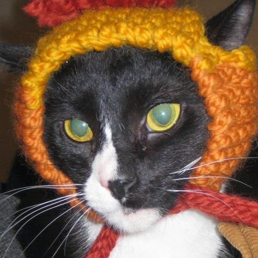 Browncoat Cat Rescue رمز قناة اليوتيوب