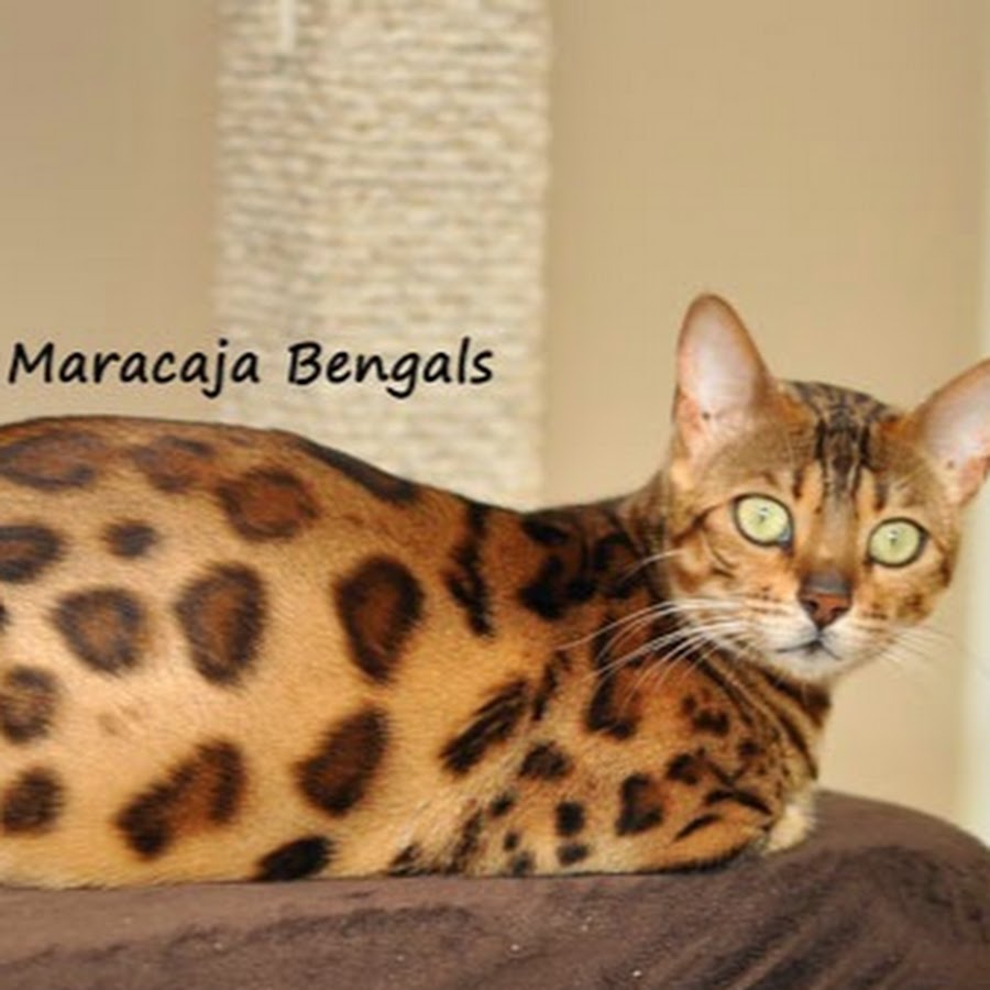 Maracaja Bengal رمز قناة اليوتيوب