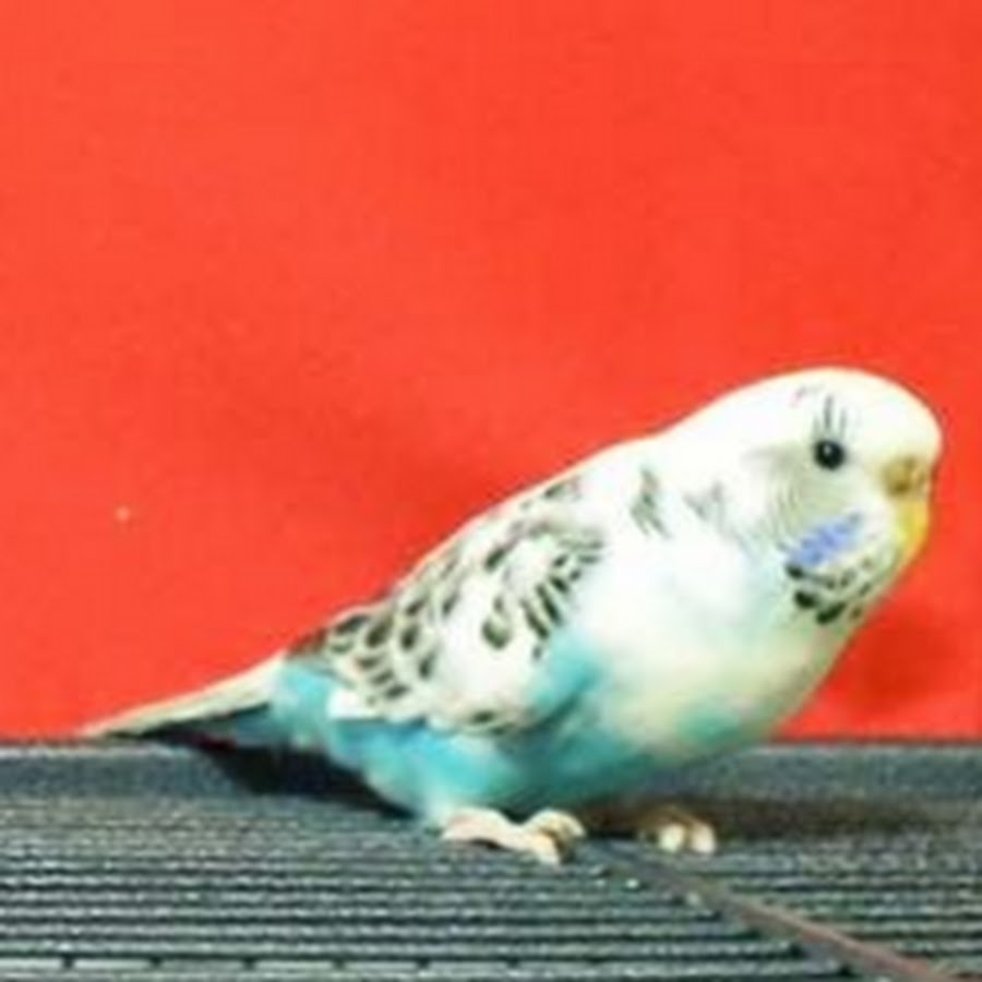 Budgie Whisperer Аватар канала YouTube