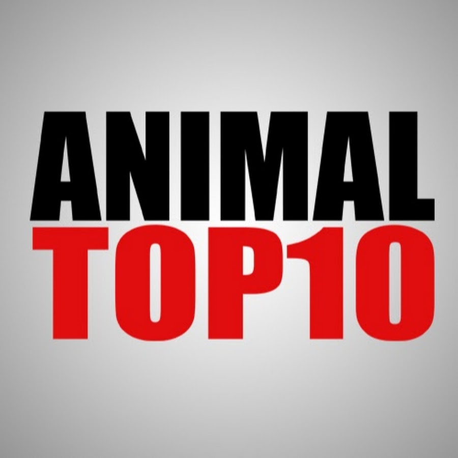 AnimalTop10 YouTube channel avatar