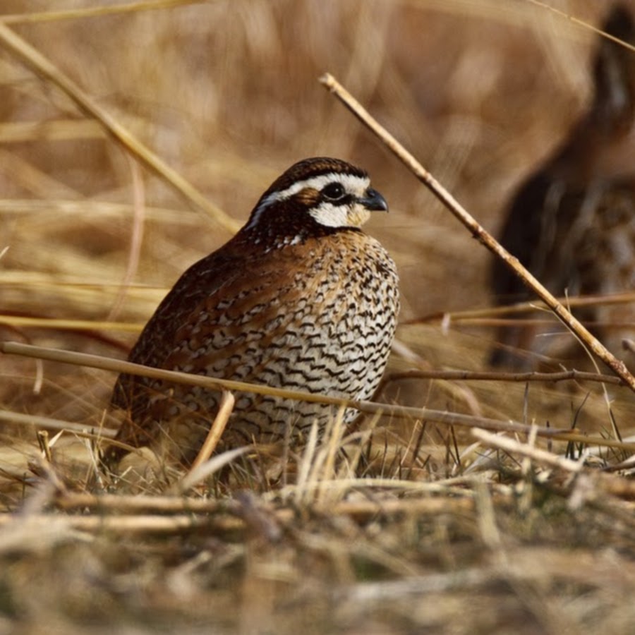 Rolling Plains Quail Research Ranch Avatar canale YouTube 