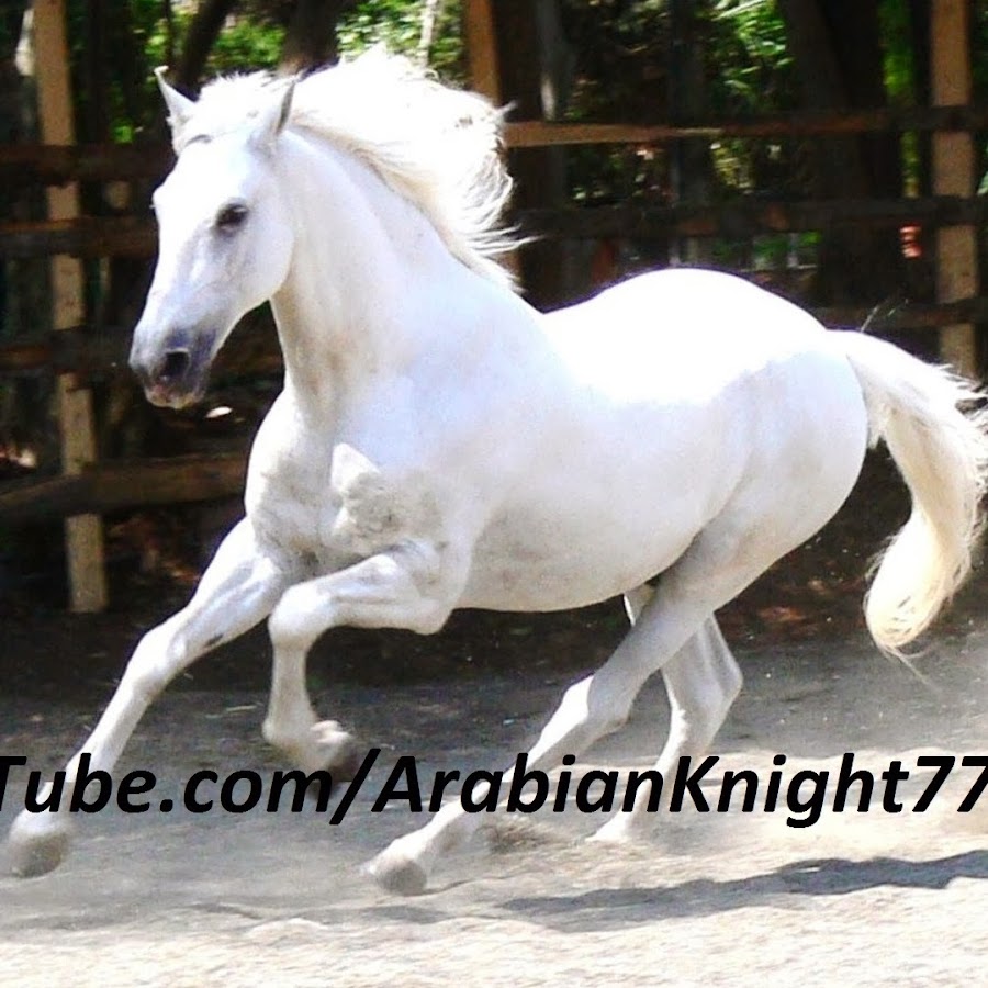 ArabianKnight7771