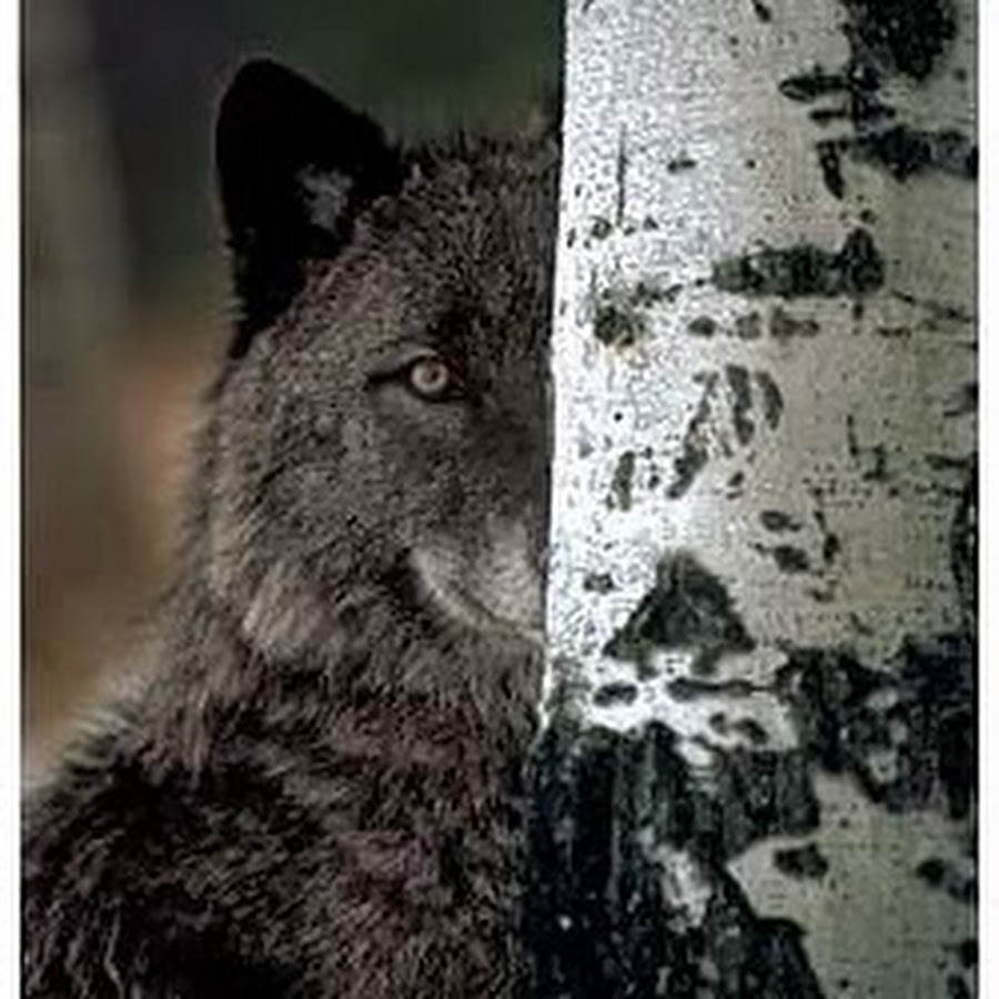WolfEchoes YouTube-Kanal-Avatar