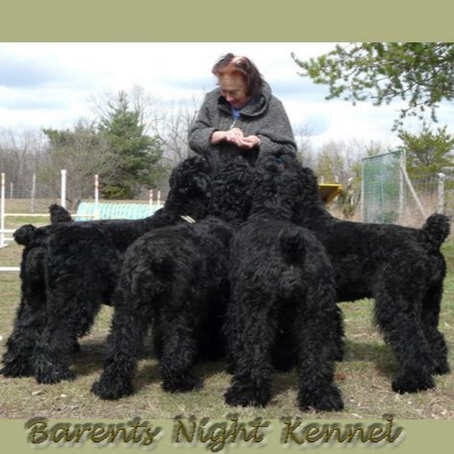 Barents Night Kennel (Black Russian terriers) رمز قناة اليوتيوب