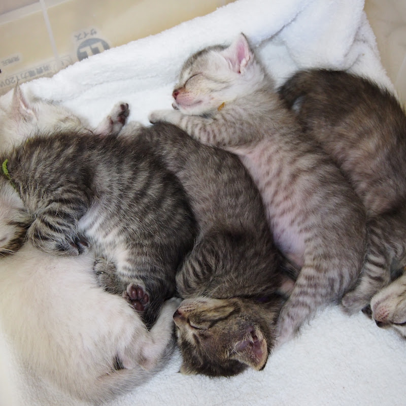 こねこそだて - 網紅的藏寶箱 