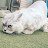 냥냥꾹꾹 cat vlog