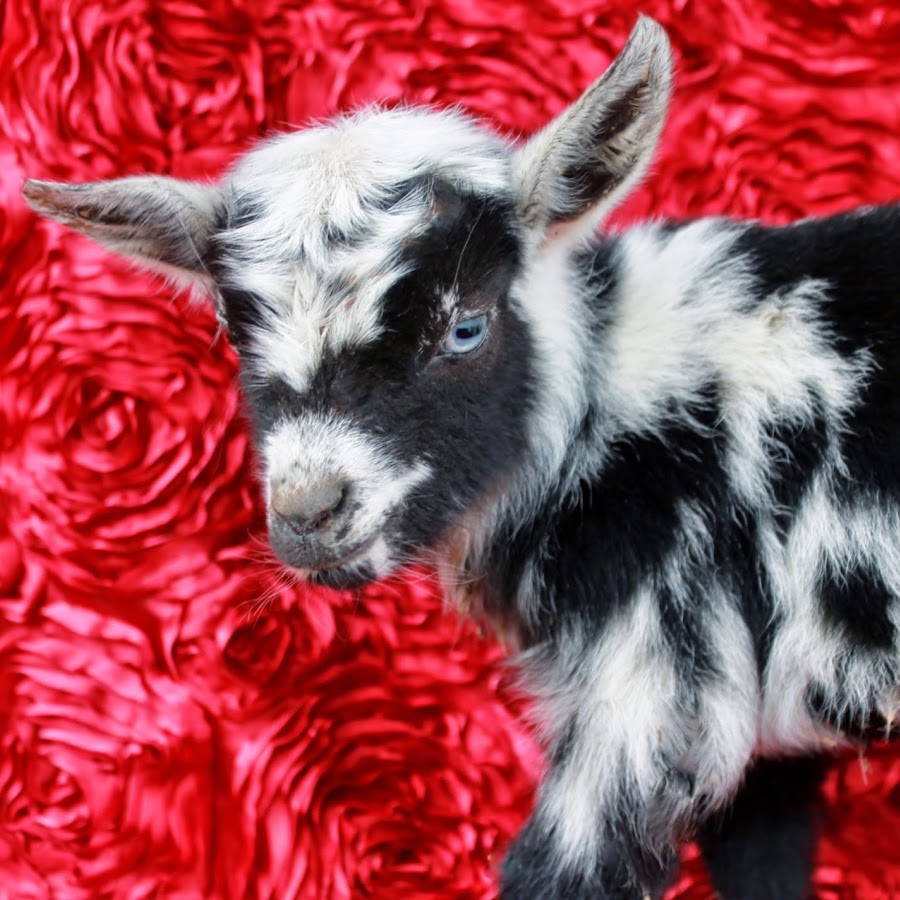 Goat Life YouTube-Kanal-Avatar