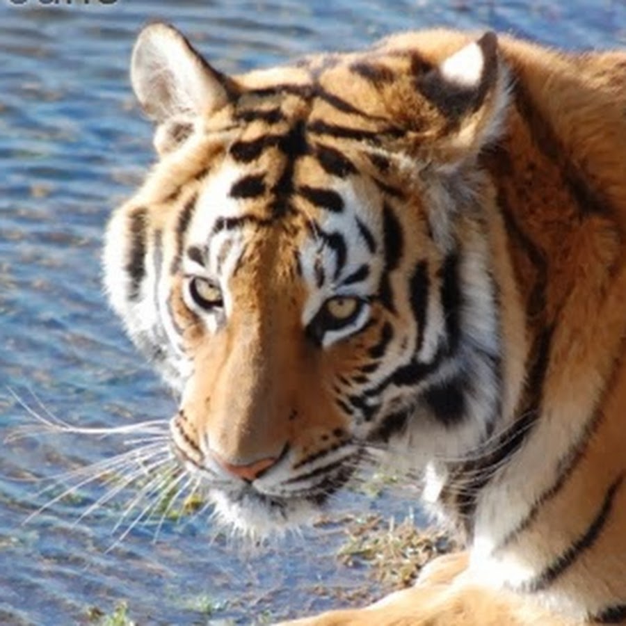 TigerCanyons यूट्यूब चैनल अवतार