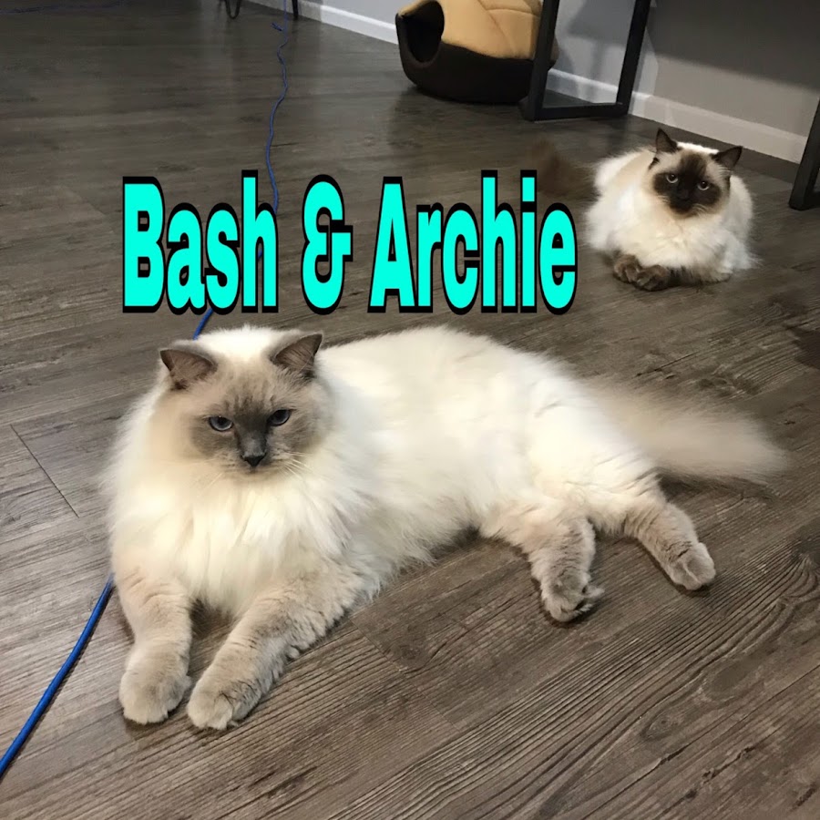 Bash & Archie यूट्यूब चैनल अवतार