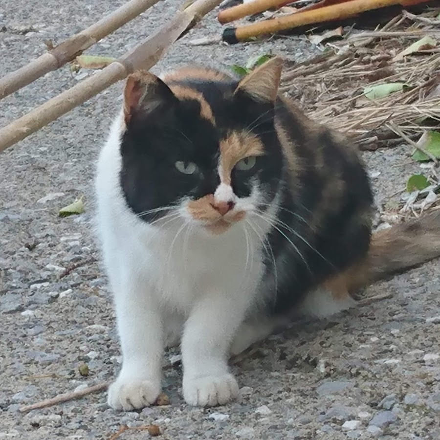 青狸畜生ドラ Youtube