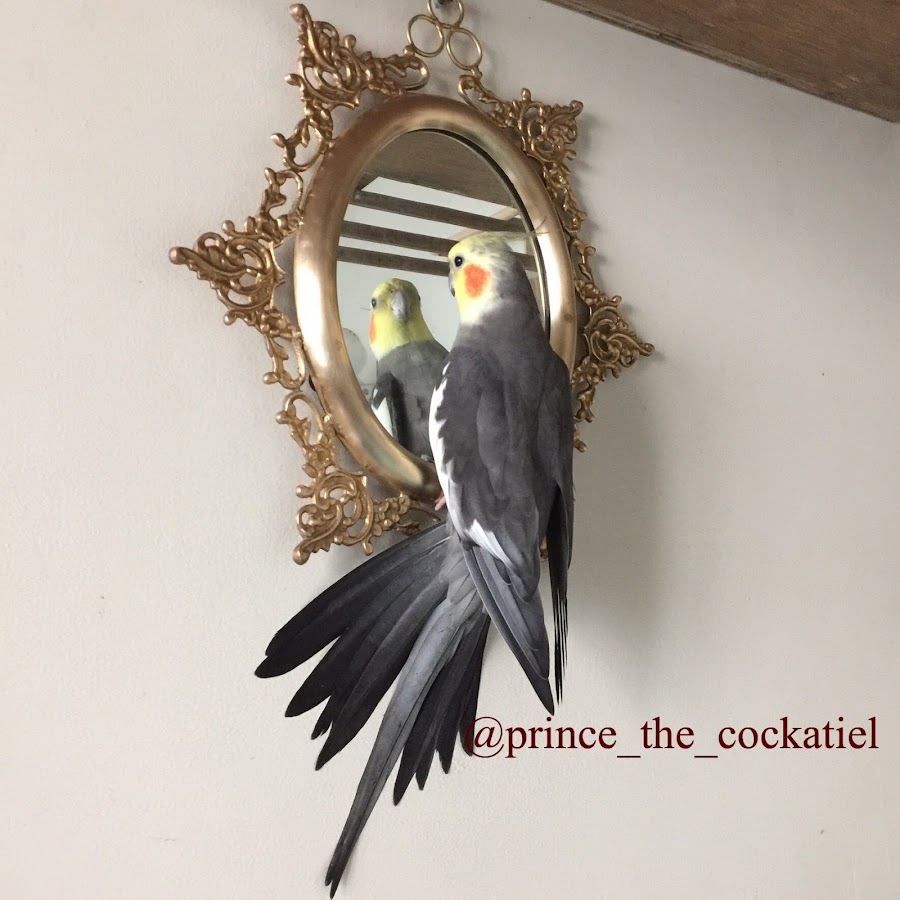 Prince The Cockatiel