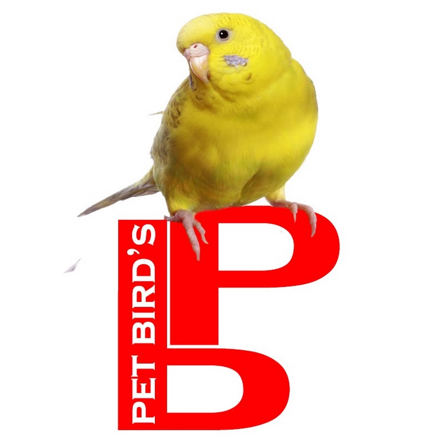 Pet Birds YouTube channel avatar