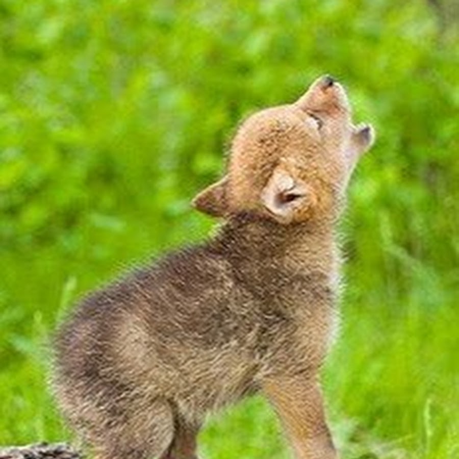 Howlin' Wolf Pup