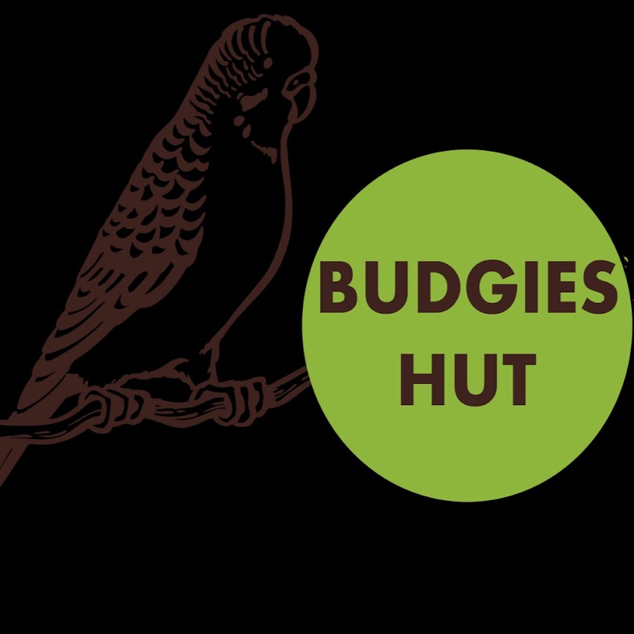 Budgies Hut Avatar de chaîne YouTube