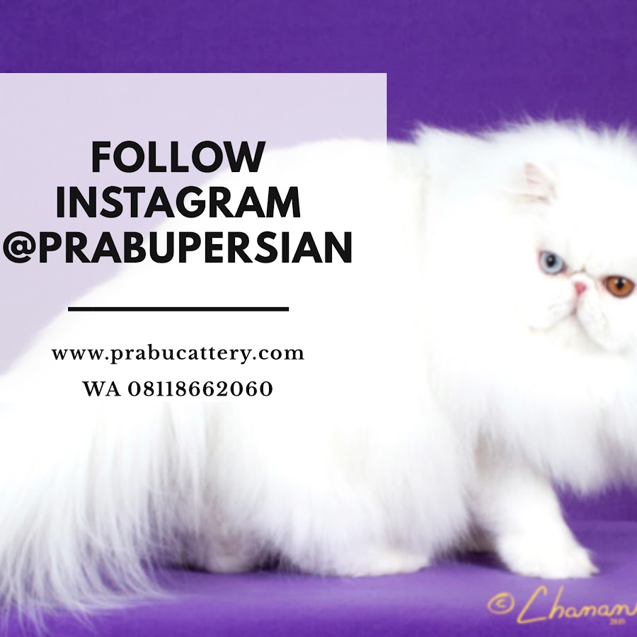 Prabu Cattery Jual Kucing Persia ইউটিউব চ্যানেল অ্যাভাটার