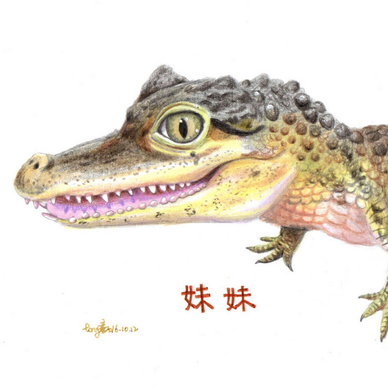 鱷鄰居&沙西米 Croco Sashimi - 網紅的藏寶箱 