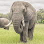 Living With Elephants Foundation Avatar