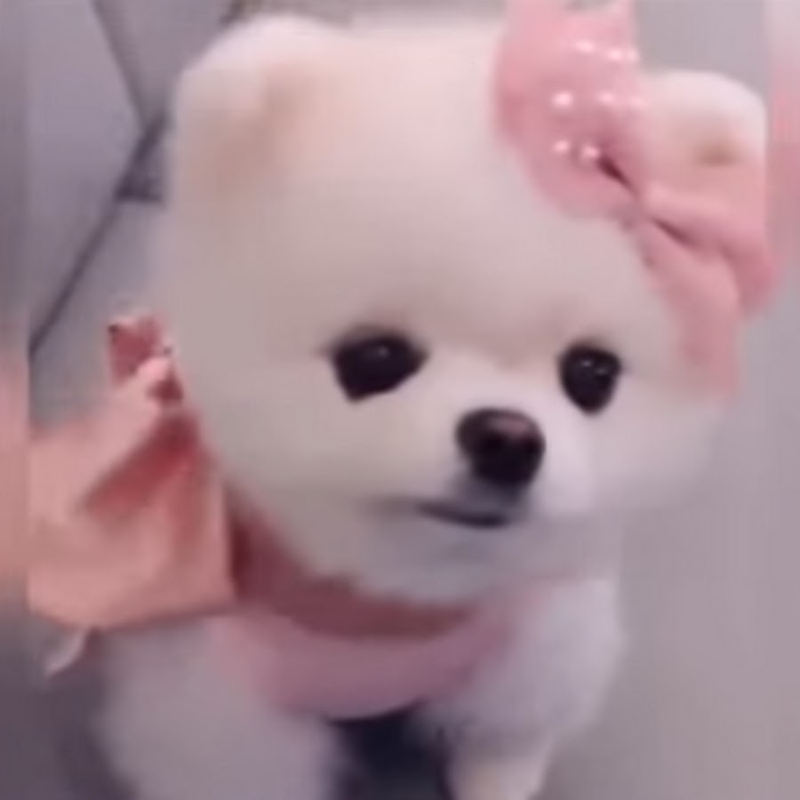 やばいかわいい Youtube