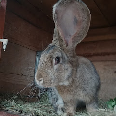 Hodowca Królików BOS