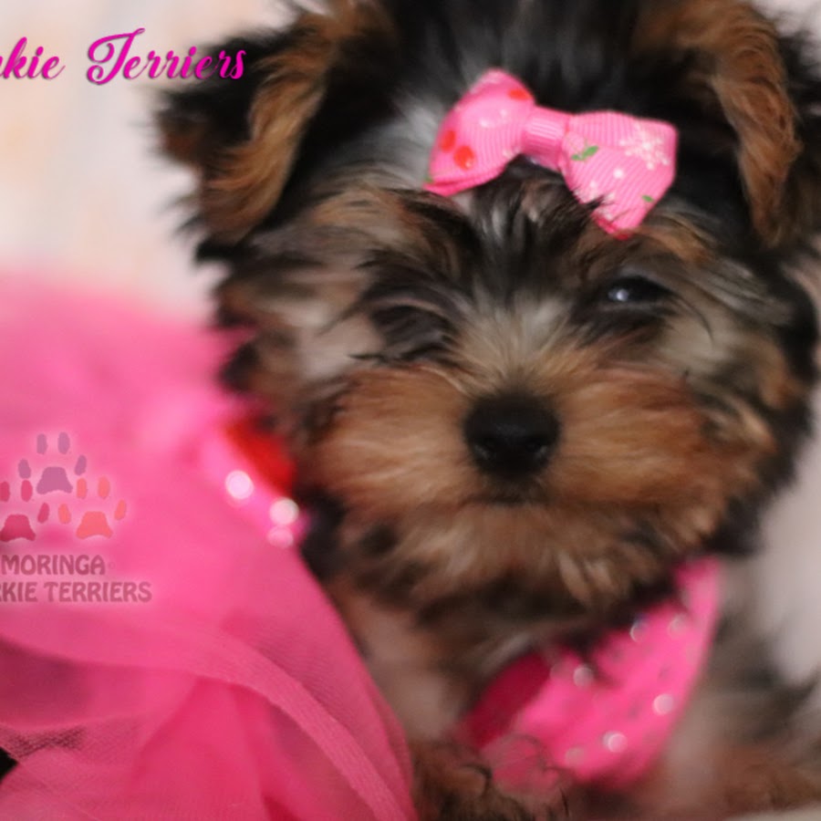 Happy Yorkie Terriers Аватар канала YouTube
