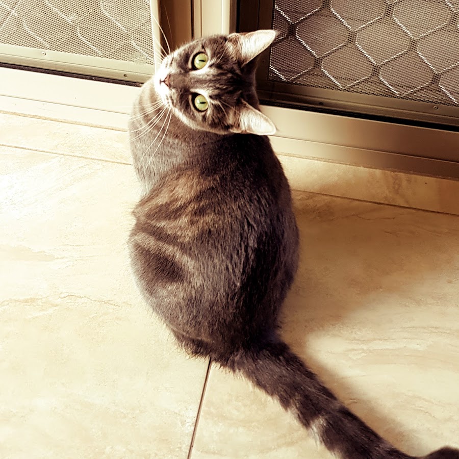 Lily The Grey Tabby Cat YouTube 频道头像