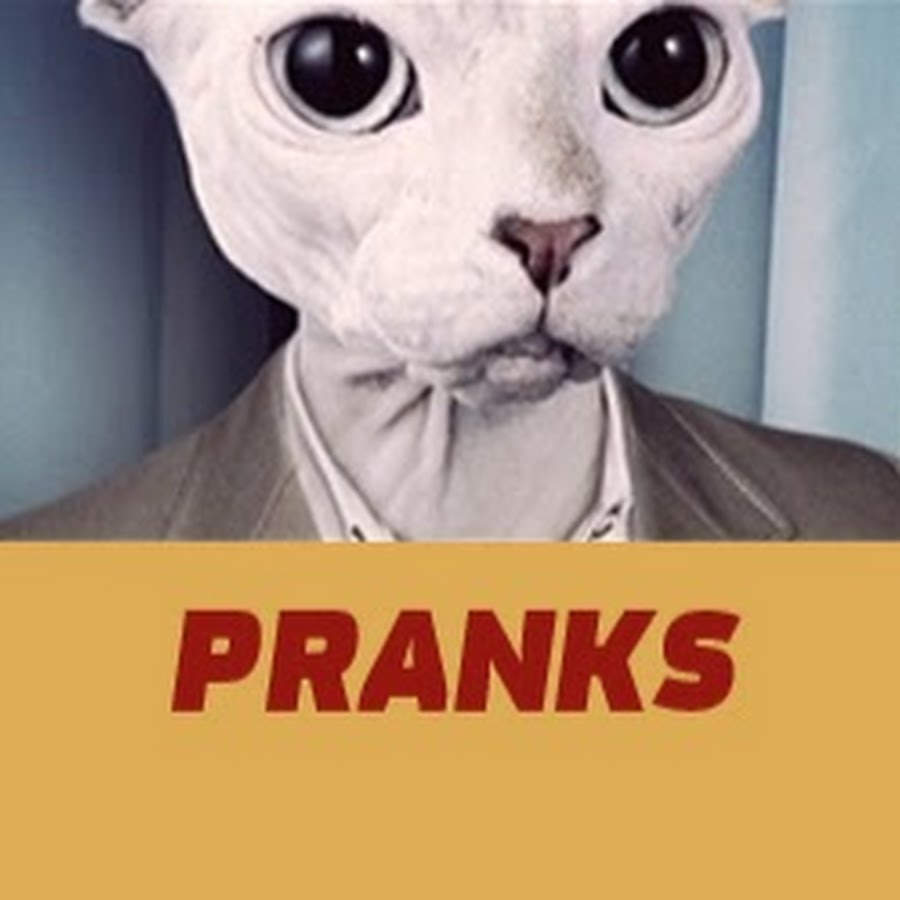 Citizen Cat Pranks Avatar de canal de YouTube