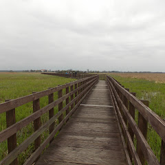 Podlasian