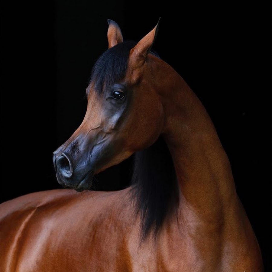 Ø§Ù„Ø®ÙŠÙ„ Ø§Ù„Ø¹Ø±Ø¨ÙŠ Ø§Ù„Ø§ØµÙŠÙ„ Arabian Horse رمز قناة اليوتيوب